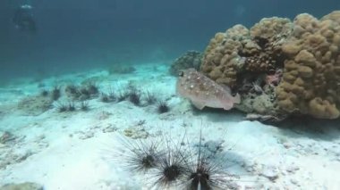 Tayland 'da dalış yaparken güzel mürekkepbalığı ve Koh Lipe' de üç deniz kestanesi. Yüksek kalite 4k görüntü