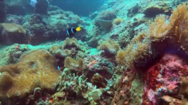Büyük Nemo palyaço balığı anemon balığı familyası Tayland ve koh Lipe Dalışı renkli deniz canlıları. Yüksek kalite 4k görüntü