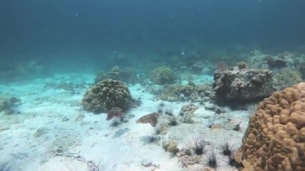 タイでダイビングしている間 ライプの2つの美しいカットピリシュと海の尿 高品質の4K映像 — ストック動画