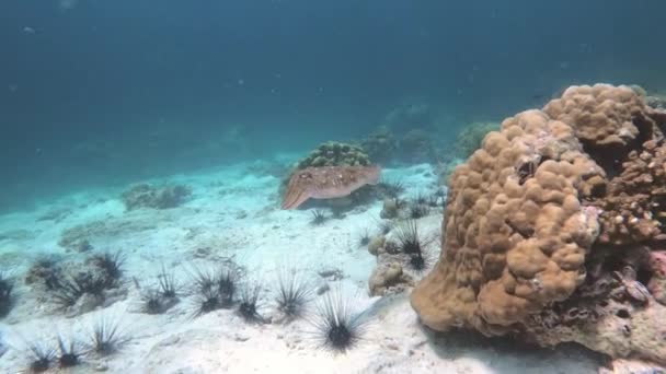 Mooie Inktvis Drie Zee Egels Koh Lipe Tijdens Het Duiken — Stockvideo