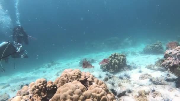 在泰国潜水时 在Koh Lipe上有两只漂亮的乌贼 高质量的4K镜头 — 图库视频影像