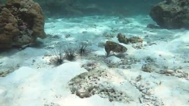 在泰国潜水时 一只漂亮的乌贼和三只海胆在Koh Lipe上 高质量的4K镜头 — 图库视频影像