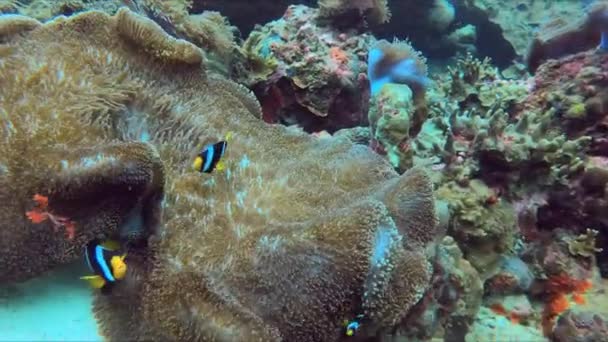 アネムーンのカラフルな海洋生物のビッグネモのクラウンフィッシュアンネフィッシュファミリータイランドのパイプダイビング 高品質の4K映像 — ストック動画