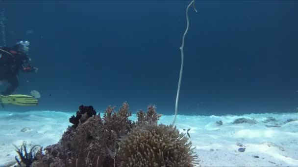 Big Nemo Clownfish Anémone Famille Poissons Dans Anémone Vie Marine — Video