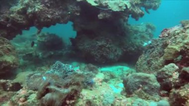 Canlı bir mercan resifinin yakınında dalgıçlar ve yüzücülerle kendini çarpıcı sualtı dünyasına daldır. Balıklarla, deniz şakayıklarıyla ve diğer deniz canlılarıyla dolu farklı bir ekosistem keşfedin.