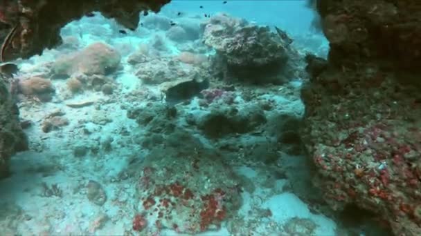 Tauchen Sie Ein Die Pulsierende Unterwasserwelt Eines Korallenriffs Kugelfische Inmitten — Stockvideo