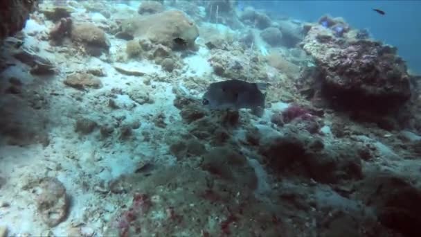 생동감 넘치는 산호초 근처에서 우아하게 수영하는 푸퍼피쉬는 복잡한 패턴과 아름다운 — 비디오