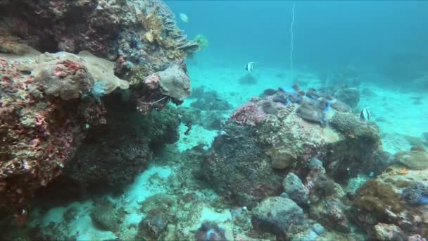 Ponořte Azurových Hlubin Korálového Útesu Plného Rozmanitého Mořského Života Včetně — Stock video