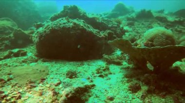 Canlı bir mercan resifinde kayalar, mercanlar ve kristal berrak sualtı ortamında yüzen zarif bir deniz kestanesinin bulunduğu büyüleyici bir akrep balığı videosu. Denizcinin güzelliğini gösteriyor