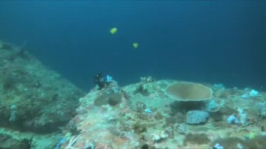 Kendinizi canlı balıklar, renkli süngerler ve çeşitli mercanlarla dolu bir mercan resifinin büyüleyici sualtı dünyasına daldırın. Büyüleyici görüntülerle okyanusun güzelliğini keşfedin.