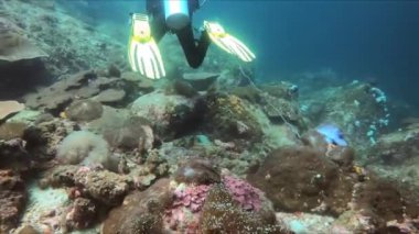Bir dalgıç, deniz canlıları ve kıyı arazileriyle çevrili bir mercan resifinin yakınındaki sualtı dünyasını araştırır. Kuru bir giysi gibi dalış teçhizatlarıyla donatılmış ve bir dalış ustası tarafından yönlendirilmiştir.
