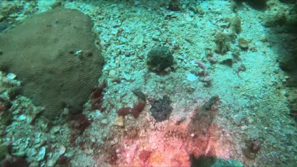 スコーピオンフィッシュの水中閉鎖 活気に満ちたサンゴ礁で ストーニーサンゴの間に泳ぐカラフルな魚 天然水における海洋生物学の美しい展示 — ストック動画