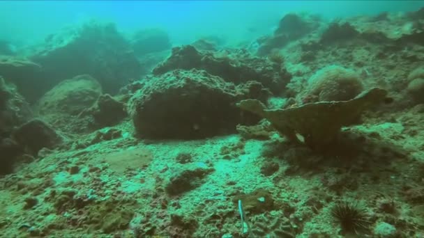 Испытайте Завораживающую Красоту Лазурного Подводного Мира Вокруг Плавают Яркие Коралловые — стоковое видео