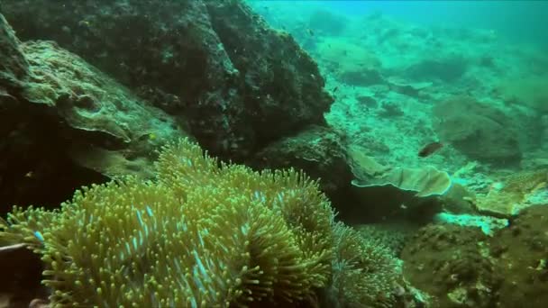 魚は海洋生物に満ちた活気に満ちたサンゴ礁の近くの海の流動的な環境で優雅に水中を泳いでいます — ストック動画