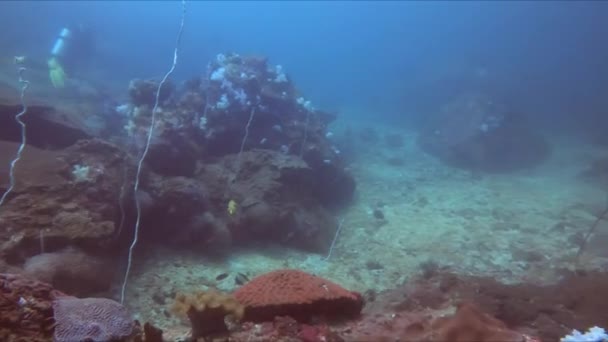 Explorando Mundo Submarino Buceador Está Nadando Cerca Vibrante Arrecife Coral — Vídeos de Stock