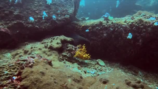 Verken Onderwaterwereld Als Een Morene Vis Zwemt Vredig Buurt Van — Stockvideo