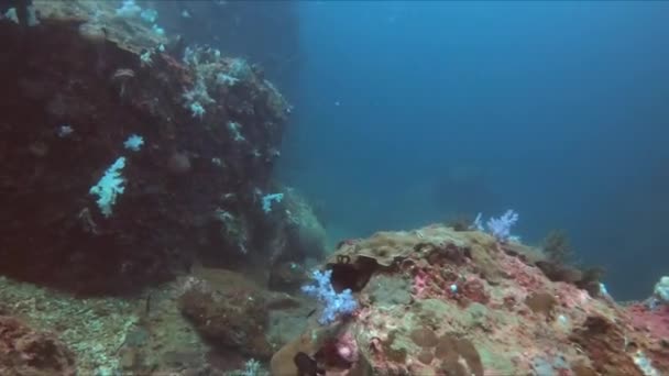 Dive Azure Waters Witness Vibrant Coral Reef Teeming Life Colorful — Stock Video