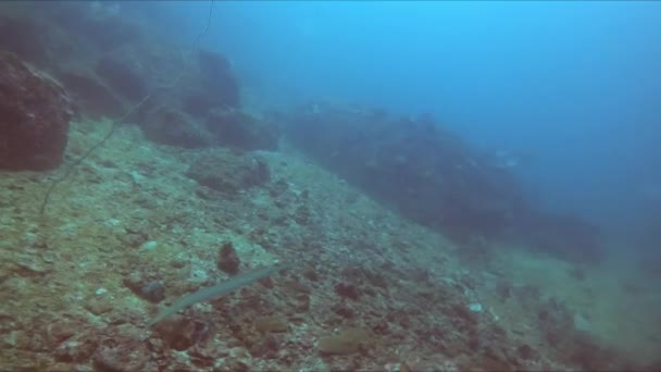 海洋生物の美しさと多様性を目の当たりにするために水中世界に身を浸してください フルートフィッシュ フィスティア コマーソンIi サンゴ礁や岩礁の近くで泳ぐ — ストック動画