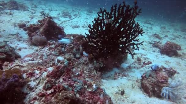 サンゴ礁の魅惑的な水中世界に飛び込む魚の学校は この素晴らしい海洋冒険で興味深い生き物と活気に満ちた海洋生物の間で優雅に光る — ストック動画