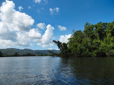Yağmur ormanları Kuranda nehir timsahı Avustralya Cairns Tropik Kuzey Queensland. Yüksek kalite fotoğraf