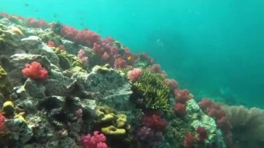 Taşlı mercanlarda balıklar ve Tayland mercan resiflerinde süngerler olan renkli sualtı manzarası. Yüksek kalite 4k görüntü