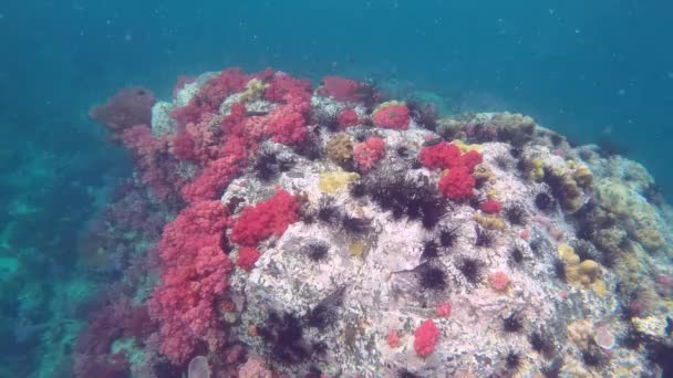 Podvodní Krajina Oceánu Plná Rozmanitých Organismů Jako Jsou Barevné Houby — Stock video