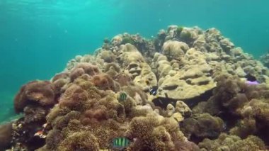 Canlı mercan resiflerinde deniz canlıları ve kristal berrak okyanus sularında taşlı mercanlar arasında yüzen palyaço balıklarının büyüleyici görüntüleri.