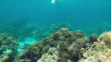 Canlı bir mercan resifi renkli Nemo Palyaço balığı ve elektrik mavisi mercanlarla doludur ve su altında gelişerek sıvı okyanus ortamındaki deniz biyolojisinin ve doğal maddelerin güzelliğini gözler önüne serer.