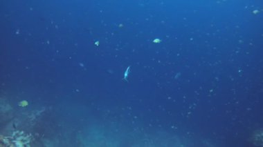 Elektrikli mavi yarasa balığı sürüsü Ephippidae okyanustaki deniz biyolojisinin güzelliğini gözler önüne sererek canlı bir mercan resifinin yakınındaki sualtı dünyasında zarifçe yüzer. 