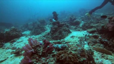 Bir dalış dalgıcı, elektrik mavisi su, güzel mürekkep balığı ve çeşitli deniz canlılarıyla çevrili çarpıcı bir mercan resifinin yakınındaki sualtı dünyasını keşfediyor.