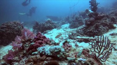 Bir grup skuba dalgıcı, sualtı doğal ortamında deniz canlıları ve sıvı su ile çevrili bir mercan resifinin yakınındaki mürekkep balığını araştırıyor.