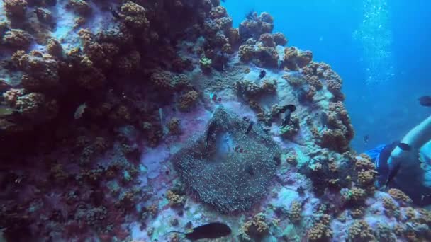 Una Persona Está Nadando Agua Azul Eléctrica Cerca Arrecife Coral — Vídeos de Stock