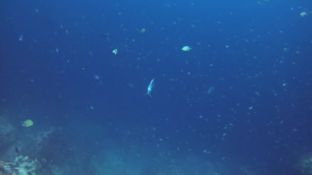 Eine Schule Elektrischer Fledermausfische Ephippidae Schwimmt Anmutig Der Unterwasserwelt Der — Stockvideo