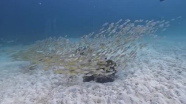 Uçsuz bucaksız bir balık sürüsü okyanusun sıvı derinliklerinde canlı bir mercan resifinin yanında zarif bir şekilde yüzer. Yüzgeçleri suyun altında parıldar. Tayland ve sualtı biyolojilerini dolaşırlar.