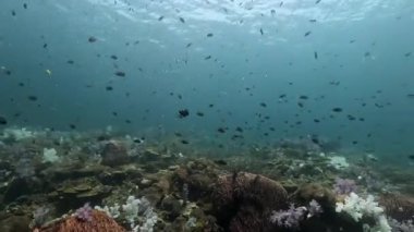 Büyük bir balık sürüsü ve renkli süngerlerle dolu bir mercan resifinin canlı sualtı dünyasına dalın. Mor ve pembe mercanlar büyüleyici bir zemin oluşturur Bu büyüleyici su manzarası