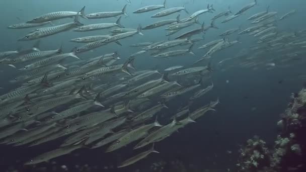 Hipnotyzujący Film Ogromnej Elektrycznej Niebieskiej Ryby Barracuda Rój Pływanie Wdzięcznie — Wideo stockowe