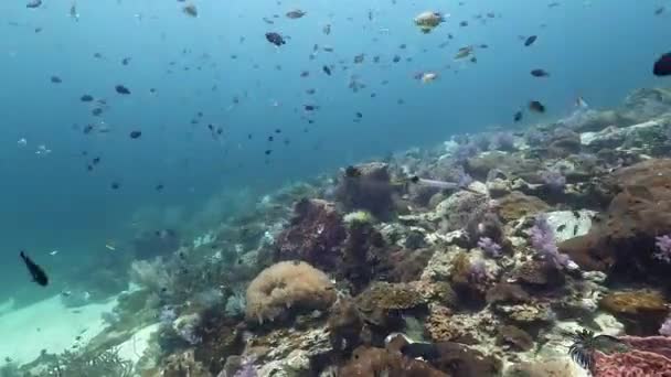 Школа Рыб Изящно Скользит Жидкой Среде Подводного Кораллового Рифа Природного — стоковое видео