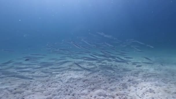 Uma Escola Peixes Baracuda Desliza Através Das Profundezas Líquidas Oceano — Vídeo de Stock