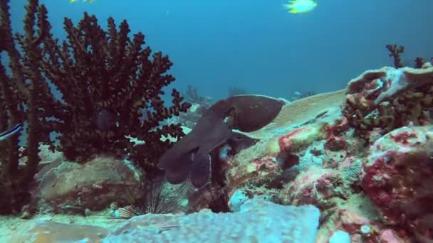 Огромный Осьминог Погружается Яркий Коралловый Риф Разнообразный Тайский Подводный Мир — стоковое видео