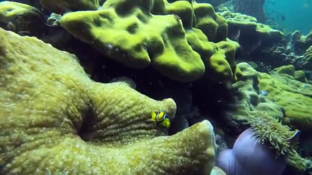 サンゴ礁の活気に満ちた水中世界に飛び込み カラフルなクラウンフィッシュアンネマニッシュ サンゴ 海のアンデモン そしてウニンで生きています 海洋の中で泳ぐピエロの魚の恵みを目撃する — ストック動画