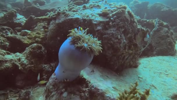 Deniz Şakayığı Nemo Palyaço Balıklı Elektrikli Mavi Bir Sünger Doğal — Stok video