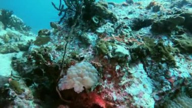 Kendinizi renkli balıkların canlı mercanlar ve kayalar arasında dart attığı mercan resiflerinin büyüleyici dünyasına daldırın. Sualtı sahnesinin kırmızı parıltısı altında sünger yiyen bir köpekbalığına tanık olun.