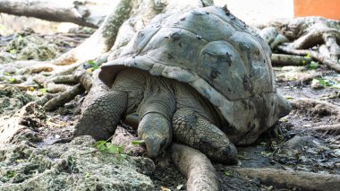 Dev kaplumbağa Aldabra Turlte Zanzibar Changuu Hapishanesi. Yüksek kalite fotoğraf