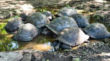Dev kaplumbağa Aldabra Zanzibar Hapishane Adası Changuu gölet suyunda birkaç büyük kaplumbağa. Yüksek kalite fotoğraf