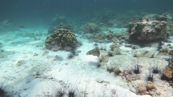 Beautiful Cuttlefish Three Sea Urchins Koh Lipe While Diving Thailand — Stock Video