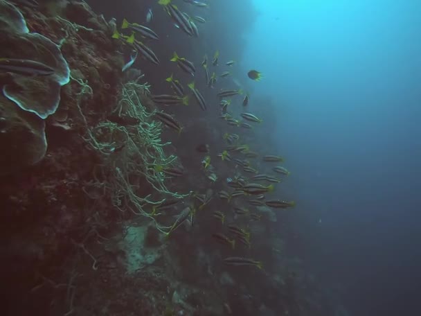Škola Elektrických Modrých Ryb Elegantně Plave Pod Vodou Poblíž Filipínského — Stock video