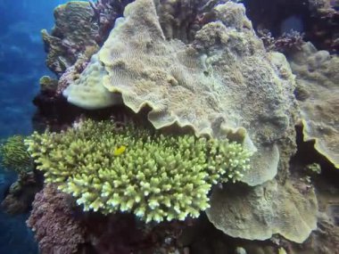 Suyun altında farklı bir doğal ortam Bohol Filipinleri, renkli mercanlar ve balıklarla dolu bir mercan resifi. Organizmaların karasal bitkilerle birlikte var olduğu deniz biyolojisinin akışkan dünyası.