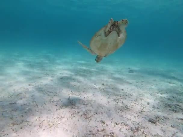 Elektryczny Żółw Morski Wdziękiem Ślizga Się Pod Wodą Płynnym Oceanie — Wideo stockowe