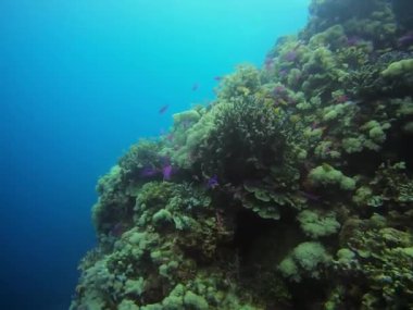 Renkli mercan ve süngerlerle dolu bir sualtı dünyası okyanusun sıvı sularında canlı bir mercan resifi oluşturur ve en iyi Bohol Filipinleri 'ndeki deniz biyolojisini gözler önüne serer.