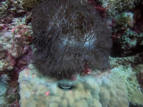 Gros Plan Une Anémone Marine Sur Récif Corallien Pierreux Sous — Video